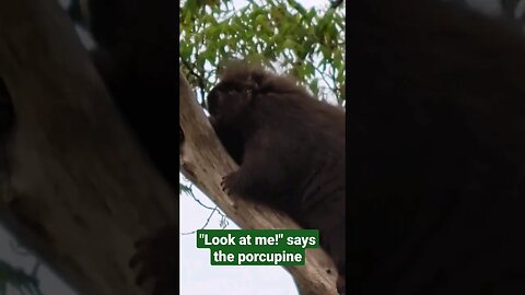 Porcupine Shows Off - climbs to top of tree🌳🦔 #canada