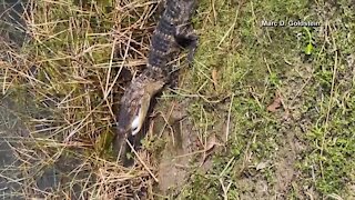 Alligator grabs golf ball and swims away at Florida golf club