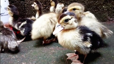 Baby Muscovy Ducks take a Lunch