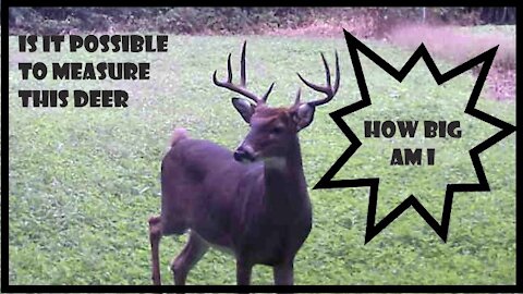 How to - Measure a deer