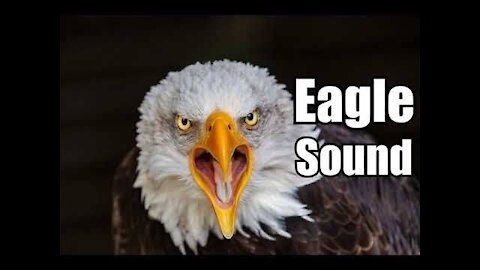 Eagle Sound