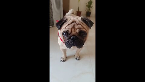 😘😘😘 #pug #pugs #funny #funnyvideo #rumble