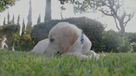 White dog playing in front of the camera