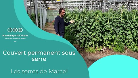 Tomate sur couverts permanents 2 - François Mulet - juin 2023 - Les serres de Marcel