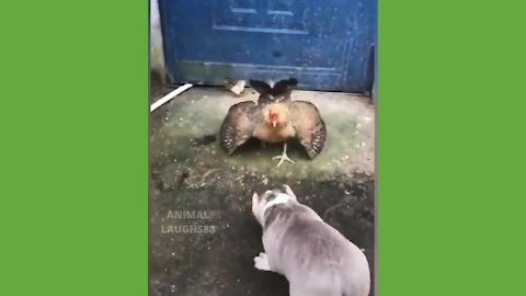 Puppy Picks The Wrong Fight! 😂😂