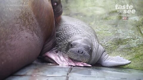 Whiskered baby walrus born at SeaWorld Orlando | Taste and See Tampa Bay