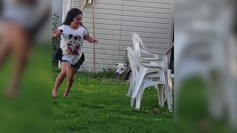 Cute Dog makes Stack of Chairs go Timber over Ice Cream!