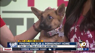 Pet of the Week: Wilbur