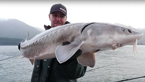 Upper Columbia River Keeper Sturgeon Fishing (COLUMBIA RIVER GORGE!)