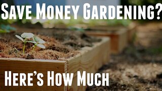 How Much Money You Can Save Gardening | Beat Rising Food Cost