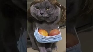 CAT VIDEO