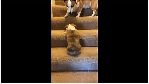 Two Adorable Pups Engage In Play Mode While Climbing The Stairs