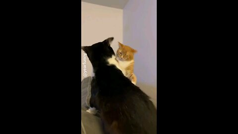 cat fight