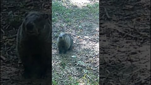 Super THICK Woodchuck On The PROPERTY!!!