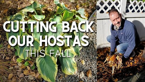 Cutting Back Our Hostas In Fall #shorts ✂