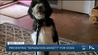 Mindful Moment with Mike: Preventing 'Separation Anxiety' for Dogs