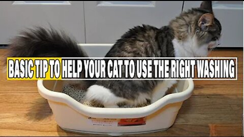 How To Train Your Cat To Use The Toilet — It’s amazing how easy it is!