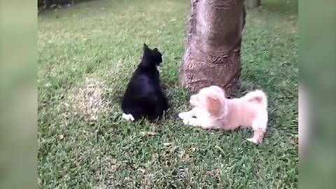 "Cats and Dogs Do Get Along After All"