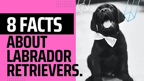8 interesting Facts about Labrador Retrievers