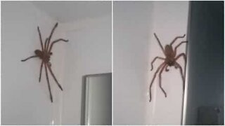 Couple's attempt to capture a giant spider in their bedroom