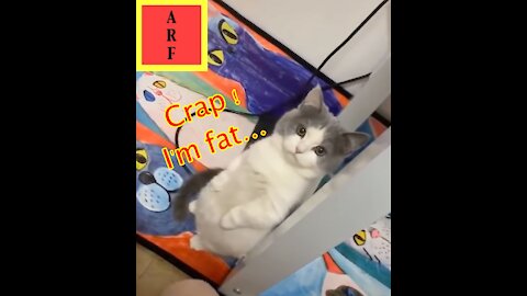 #2 Compilation Funny Cats 😹 😹😹 - Cute Cats and Baby Kittens To Keep You Smiling and Laughing ❣️❣️❣️