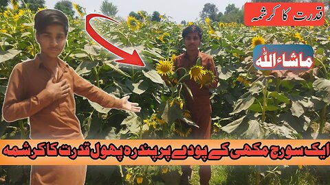 EK Suraj makkhi per 15 phool/ kudrat ka Karishma /new vlog