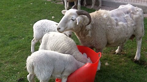 Baby Wiltshire Short Horn lambs getting big