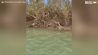 Tartaruga é resgatada de manguezais