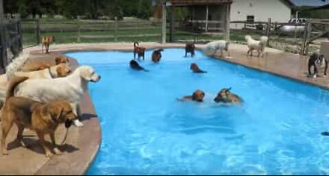 수십 마리의 개들이 여는 활기찬 수영장 파티