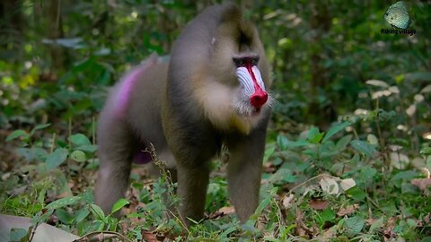 Mandrills in the forest | Fishing Village