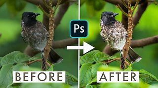 Incredible Transformation in Adobe Camera RAW | Ep 2 - Bird Photography POST PROCESSING