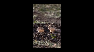 Prairie Dogs