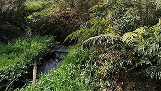 Cabbage Trees