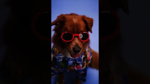Funny Dog on glasses #short