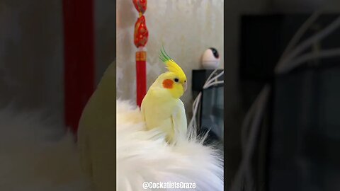 Cute Lutino Cockatiel | Cockatiels Craze