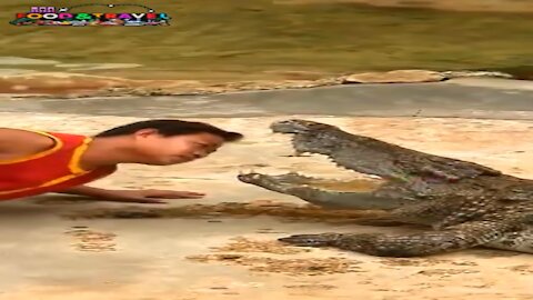 crocodile attack