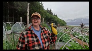 Halibut fishing and garden update