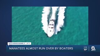 Manatees almost run over by boaters