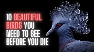 10 Beautiful Birds You Need to See Before You Die