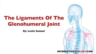 079 The Ligaments of the Glenohumeral Joint
