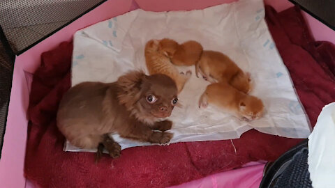 Caramel's kittens are under reliable protection