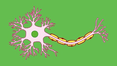 BRAIN NEURONS - SO MUCH WE CAN DO WITH THEM