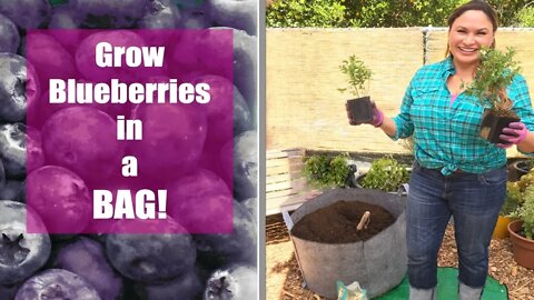 Blueberry: Grow Blueberries in a Container Grow Bag / EdenMakers