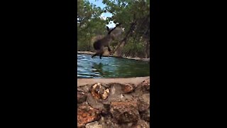 Playful baboon performs acrobatic dive into the water