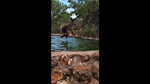 Playful baboon performs acrobatic dive into the water