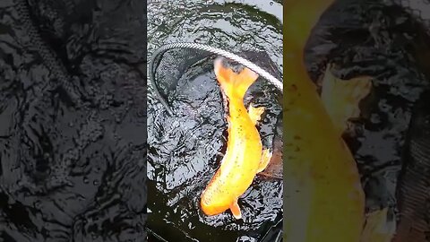 Beautiful koi fish #koipond #aquaponics