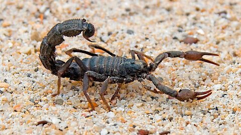 Is This Monster Scorpion Aggressive! ft Giant Forest Scorpion - Amazing Wild Creatures