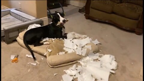 Great Dane puppy busted after totally destroying paper towel roll