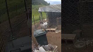 Farm cam. Araucana Wyandotte cross pullet at point of lay