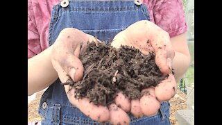 Up Potting a Curvy Tomato Plant